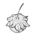 Ripe Strawberries. Sketch of a whole strawberry with a twig and leaves. The view from the top. The berry is hand drawn and