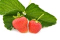 Ripe strawberries with strawberry leaf isolated on white background Royalty Free Stock Photo