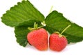 Ripe strawberries with strawberry leaf on white background Royalty Free Stock Photo