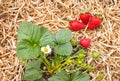 Ripe strawberries with strawberry plant growing on straw in organic garden Royalty Free Stock Photo