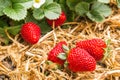 Ripe strawberries with strawberry plant in organic garden Royalty Free Stock Photo