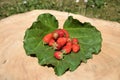 Ripe strawberries on a stump