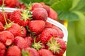 Ripe strawberries in a yellow cardboard box on the background of the beds Royalty Free Stock Photo