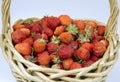 Ripe strawberry in a basket Royalty Free Stock Photo