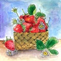 7053 Ripe strawberry in basket and chamomile watercolor hand drawn illustration