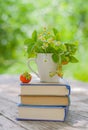 Ripe strawberry berry and cup with chamomiles and strawberry bush on a stack of books Royalty Free Stock Photo