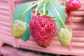 Ripe strawberry berry hanging on a branch in a greenhouse Royalty Free Stock Photo