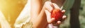 Ripe strawberry in a child`s girl hand on organic strawberry farm, people picking strawberries in summer season, harvest berries. Royalty Free Stock Photo