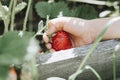 Ripe strawberry in a child`s hand on organic strawberry farm, people picking strawberries in summer season, harvest berries. Royalty Free Stock Photo