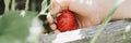 Ripe strawberry in a child`s hand on organic strawberry farm, people picking strawberries in summer season, harvest berries. bann Royalty Free Stock Photo