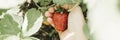 Ripe strawberry in a child`s hand on organic strawberry farm, people picking strawberries in summer season, harvest berries. bann