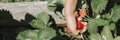 Ripe strawberry in a child`s hand on organic strawberry farm, people picking strawberries in summer season, harvest berries. bann Royalty Free Stock Photo