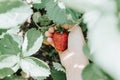 Ripe strawberry in a child`s hand on organic strawberry farm, people picking strawberries in summer season, harvest berries. Royalty Free Stock Photo