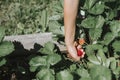 Ripe strawberry in a child`s hand on organic strawberry farm, people picking strawberries in summer season, harvest berries. Royalty Free Stock Photo