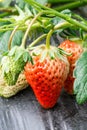 Ripe strawberry fruit grows in the plantation