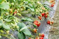 Ripe strawberry fruit grows in the plantation