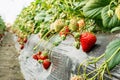 Ripe strawberry fruit grows in the plantation