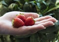 Ripe strawberry fruit in the palm of the hands of a white woman Royalty Free Stock Photo