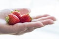 Ripe strawberry fruit in the palm of the hands of a white woman Royalty Free Stock Photo