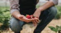 Ripe strawberry in hand of gardener in greenhouse