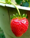 Ripe strawberry hanging from strawberry plant