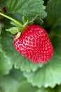 Ripe strawberry plant