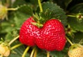 Ripe strawberry plant Royalty Free Stock Photo