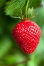 Ripe strawberry plant