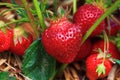 Ripe Strawberry Plant Royalty Free Stock Photo