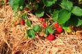 Ripe Strawberry Plant Royalty Free Stock Photo