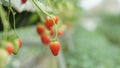Ripe Strawberry Plant. Ripe red berries, blurred background Royalty Free Stock Photo