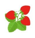 Ripe bright red vector strawberry plant Royalty Free Stock Photo