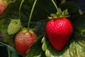 Ripe Strawberry With Ripening Strawberries (Fragaria x ananassa)