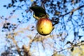 A ripe striped Apple hangs on a branch against a background of branches and blue sky, close - up-the concept of the autumn harvest Royalty Free Stock Photo