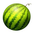 Ripe striped watermelon realistic juicy vector illustration natural green isolated ripe melon. Royalty Free Stock Photo