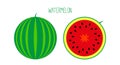 Ripe striped watermelon with tail outside and cut isolated on white. Vector illustration