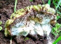 Ripe Sugar Apple and Fell to the Ground, Black Ants are Eating Ripe Sugar Apple Royalty Free Stock Photo