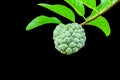 Ripe Sugar Apple fruit