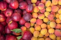 Ripe sugar sweet nectarines; peaches and apricots at a crate on stand at the marketplace