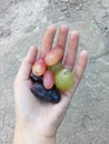Ripe summer large grapes