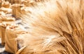 Ripe Summer Wheat Royalty Free Stock Photo