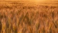 Ripe summer wheat field in the light of the sunset. Bright conceptual background Royalty Free Stock Photo