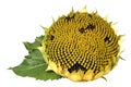 Ripe sunflower
