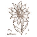 Ripe sunflower with big blossom and seeds monochrome sketch