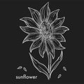 Ripe sunflower with big blossom and seeds monochrome sketch.