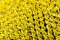 Ripe sunflower close-up Royalty Free Stock Photo