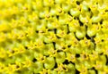 Ripe sunflower close-up Royalty Free Stock Photo