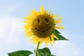 Fun idea of smiling face on sunflower. Ripe sunflower with eyes and a smile Royalty Free Stock Photo