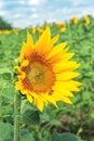 Ripe sunflower in the field Royalty Free Stock Photo