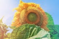 Ripe sunflower flower with green leaves on the background of the sky. Sunflower macro photo Royalty Free Stock Photo